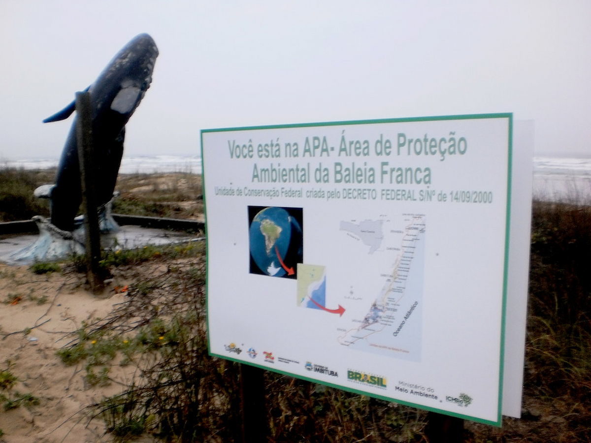 Conservação das baleias em Imbituba