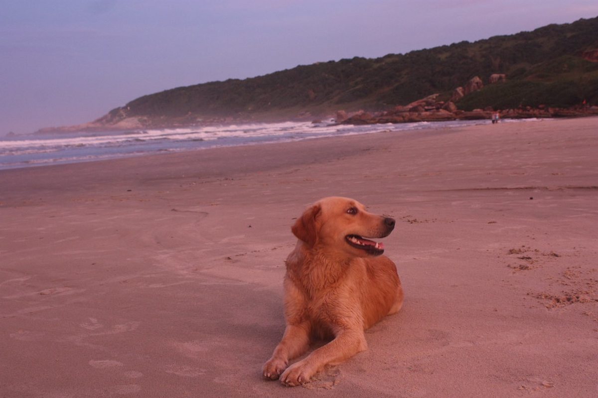 Cachorro na Praia do Rosa